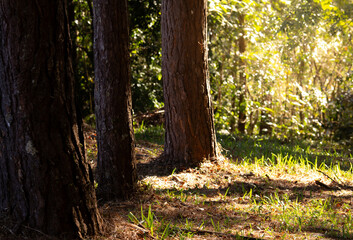 Beautiful Golden Morning Sunlight Streaming Through Pine Trees in a Lush Forest, Magical Sun Rays Illuminating the Ground, Nature Landscape for Tranquil Background and Eco-Friendly Travel Concept.
