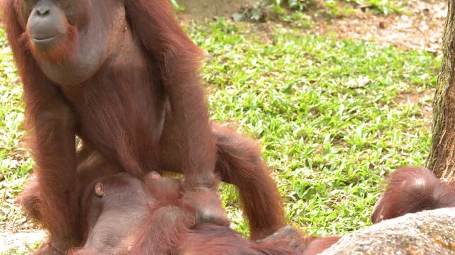 Two Bornean Orangutans Interacting and Playing on Grass in Natural Habitat