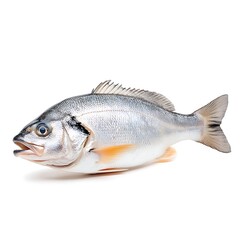 Obraz premium Freshwater fish with silver skin and orange details, showcasing vibrant aquatic colors