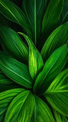 Close-up of glossy, green foliage. Textured leaves show vibrant gradients of light and shadow, highlighting veins and natural patterns