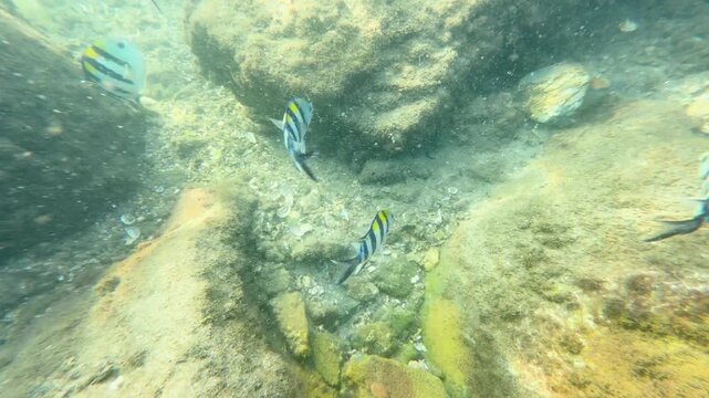 Sergeant Major Damselfish Swimming Near Rocks