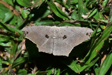 Closeup of a beauttiful Moth in nature, Thailand. Macro image of a colorful moth.