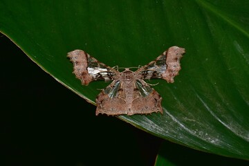 Closeup of a beauttiful Moth in nature, Thailand. Macro image of a colorful moth.