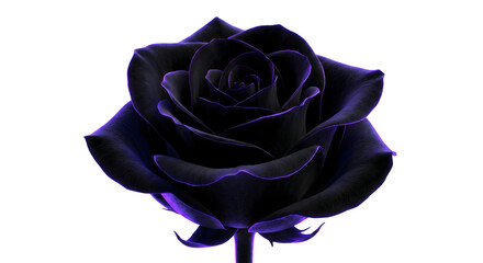 Dark Black Rose With Neon Purple Outline