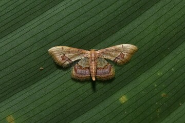 Closeup of a beauttiful Moth in nature, Thailand. Macro image of a colorful moth.