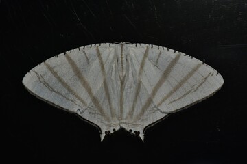 Closeup of a beauttiful Moth in nature, Thailand. Macro image of a colorful moth.