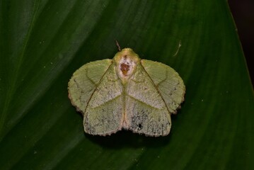 Closeup of a beauttiful Moth in nature, Thailand. Macro image of a colorful moth.