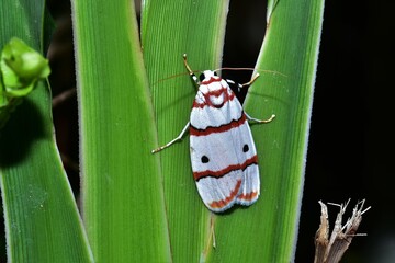 Closeup of a beauttiful Moth in nature, Thailand. Macro image of a colorful moth.