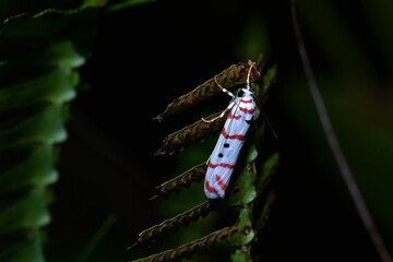 Closeup of a beauttiful Moth in nature, Thailand. Macro image of a colorful moth.