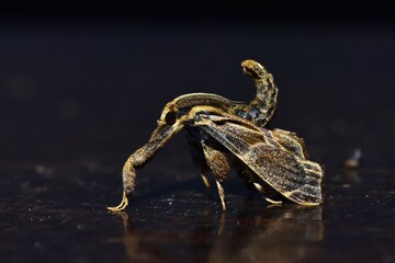 Closeup of a beauttiful Moth in nature, Thailand. Macro image of a colorful moth.