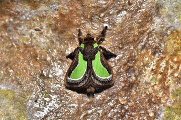 Closeup of a beauttiful Moth in nature, Thailand. Macro image of a colorful moth.