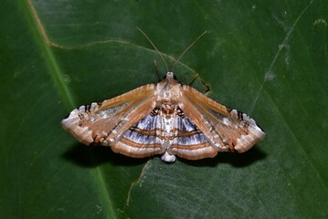 Closeup of a beauttiful Moth in nature, Thailand. Macro image of a colorful moth.