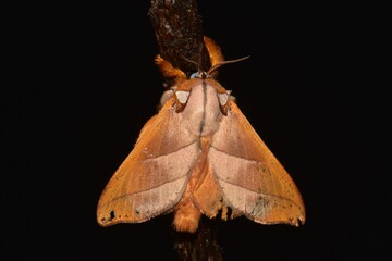 Closeup of a beauttiful Moth in nature, Thailand. Macro image of a colorful moth.