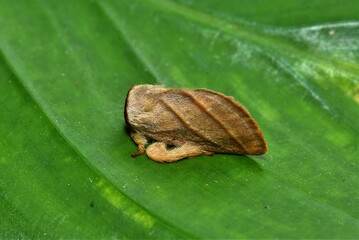 Closeup of a beauttiful Moth in nature, Thailand. Macro image of a colorful moth.