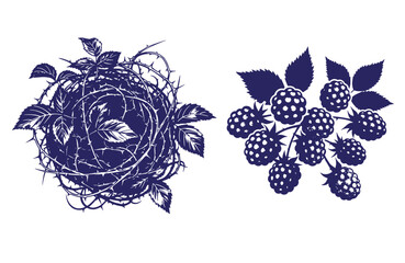 Grunge texture thorns and blackberries with leaves on white background  blackberry plant with thorns and leaves Vintage Style