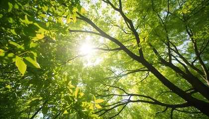 A serene forest canopy with sunlight filtering through the vibrant green leaves of tall trees.