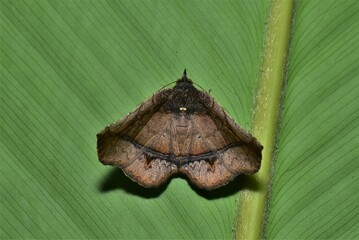 Closeup of a beauttiful Moth in nature, Thailand. Macro image of a colorful moth.