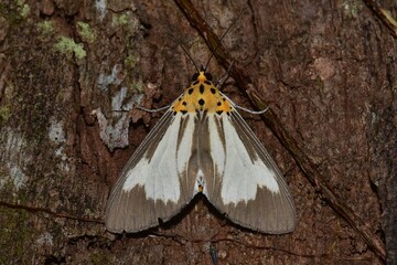 Closeup of a beauttiful Moth in nature, Thailand. Macro image of a colorful moth.