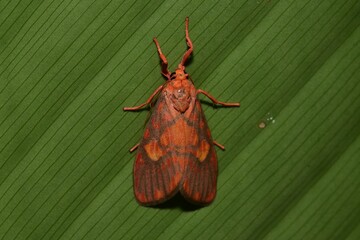 Closeup of a beauttiful Moth in nature, Thailand. Macro image of a colorful moth.