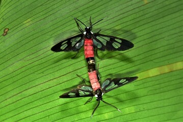 Closeup of a beauttiful Moth in nature, Thailand. Macro image of a colorful moth.