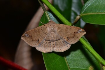 Closeup of a beauttiful Moth in nature, Thailand. Macro image of a colorful moth.