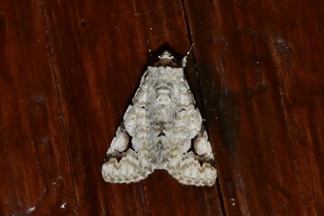 Closeup of a beauttiful Moth in nature, Thailand. Macro image of a colorful moth.