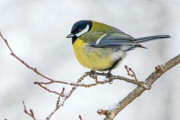 A great tit songbird sits on a tree branch in February. © Ludmila