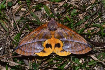 Closeup of a beauttiful Moth in nature, Thailand. Macro image of a colorful moth.