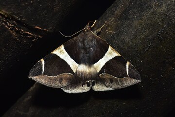 Closeup of a beauttiful Moth in nature, Thailand. Macro image of a colorful moth.