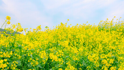 満開の菜の花畑と爽やかの青空｜16:9