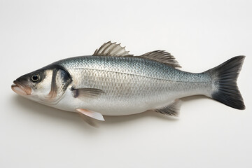 Obraz premium sea bass
