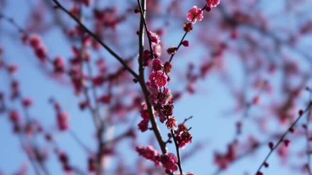 Ibaraki,Japan - February 12, 2026: 
red Ume blossoms or plum blossoms or Japanese apricot blossoms at Kairakuen Park or Kairakuen Garden 