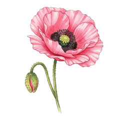 Beautiful pink poppy flower with bud isolated on transparent background