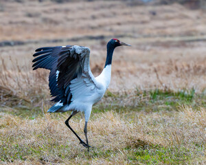 Fototapeta premium Black Necked crane