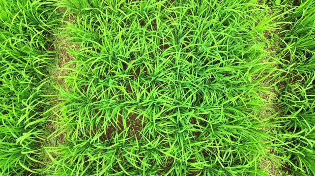Aerial view over a rice cultivation with the camara revealing also a cassava plantation.A pilot project with technical support from China.S&atilde;o Tom&eacute;,Africa