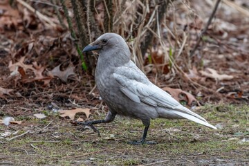 Obraz premium Rare Leucistic White Crow Walking on Forest Floor in Natural Habitat