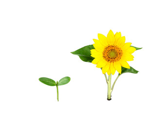 Obraz premium A yellow flower growing from seed to plant, with green leaves and a soil background