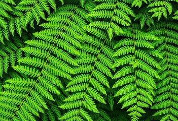 Intricate fern fronds layered, creating a textured, dappled background, wild, macro