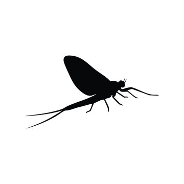 Silhouette of a Mayfly Insect with Long Tails.