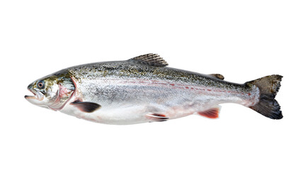 Fototapeta premium Fresh rainbow trout isolated on white background, showcasing vibrant colors and natural beauty for culinary use
