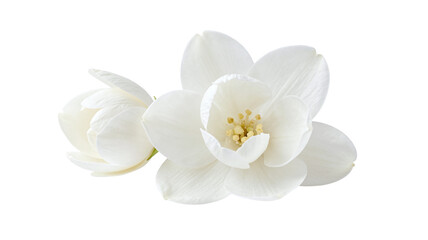 Obraz premium Delicate white jasmine flowers isolated on a clean white background, showcasing purity and freshness