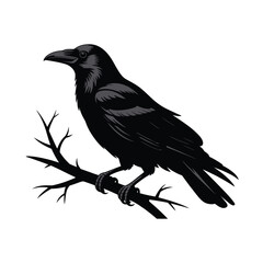 Obraz premium Black crow perched on a bare tree branch bird bare branch