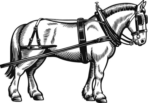 Horse with harness and shafts vintage illustration draft horse standing, ready for carriage or wagon work