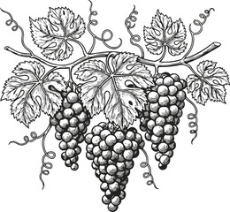 Fototapeta premium Black grapes hanging on vine branch with leaves and curling tendrils detailed botanical illustration