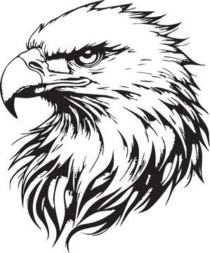 burung, bird, elang,sketsa, drawing, blackwhite, ilustrasion, colouring, 