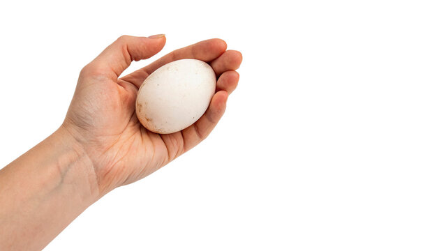 Hand holding a white egg showing the size and shape of the egg isolated on transparent background cut out