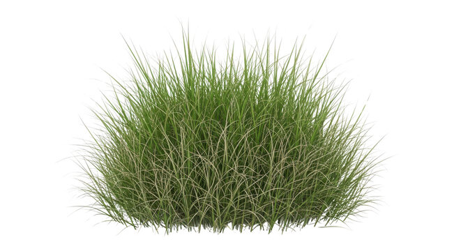Dense tuft of green lawn grass with fine blades and natural texture, ground cover clump Isolated on white background