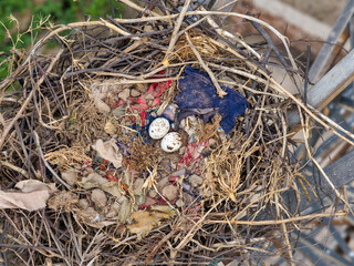 Aerial drone view black kite or fire kite (Milvus migrans) nest containing various small objects including fabric pieces and two round items resembling buttons or eyes