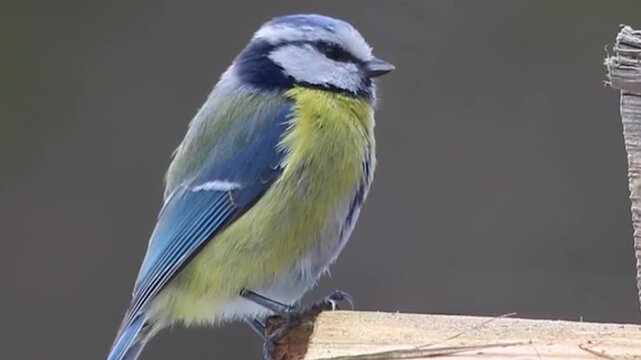 blue tit perched on a branch