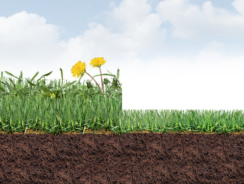 Mowing a lawn as an Unhealthy overgrown Lawn Full Of Weeds as a grass border with dandelion clover crabgrass and broadleaf plantain on the turf as a herbicide symbol of lawncare and landscaping for co